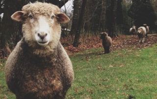 Sheep In The Woods