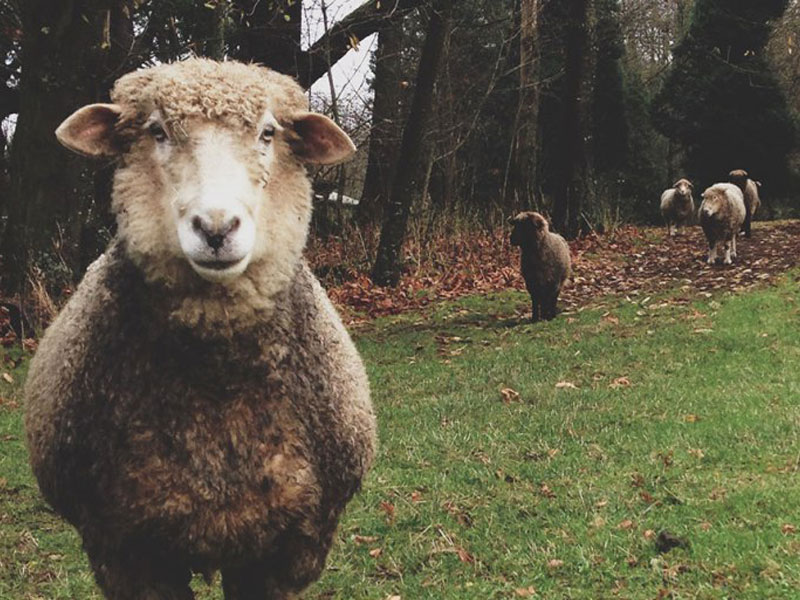 Sheep In The Woods