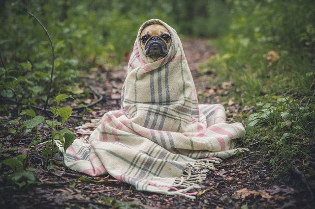 Pug in Blanket