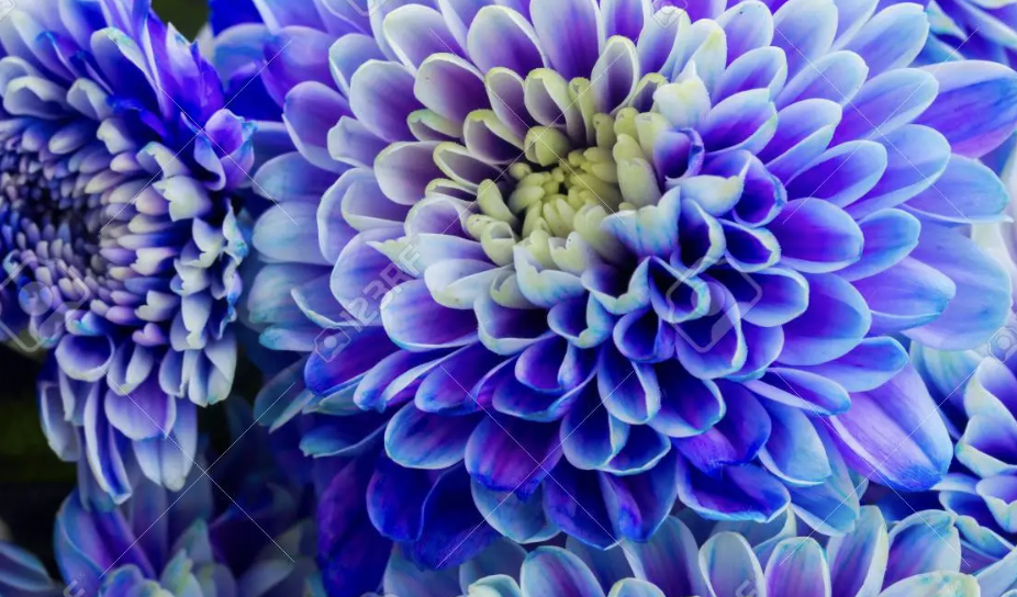 14 diy tips organic and chemical free gardening chrysanthemum 14 diy tips organic and chemical free gardening