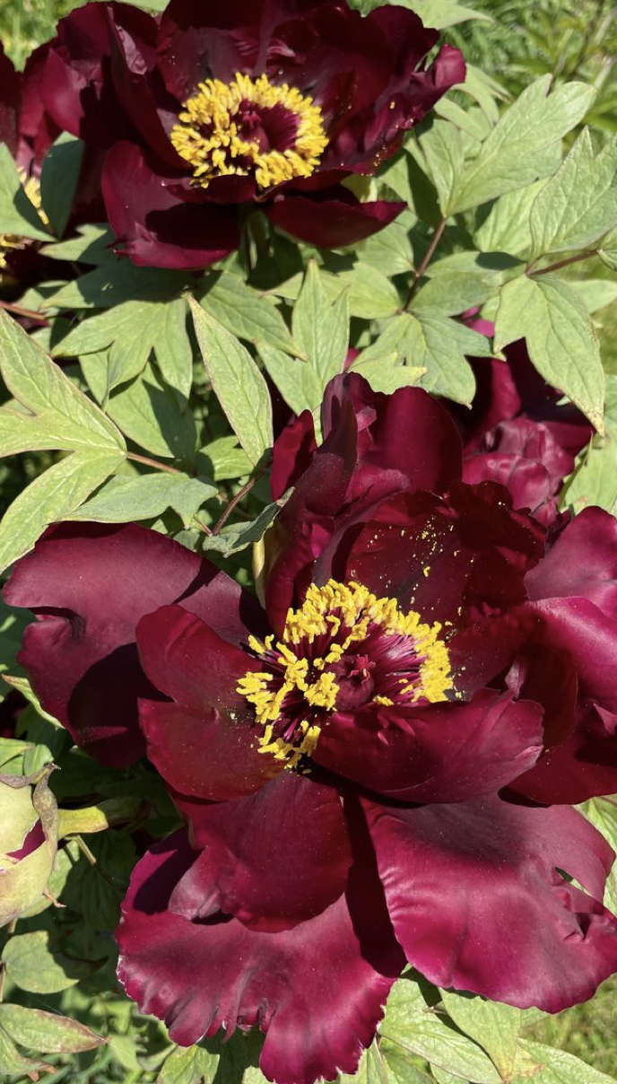 14 diy tips to an organic chemical free garden 14 diy tips to an organic chemical free garden