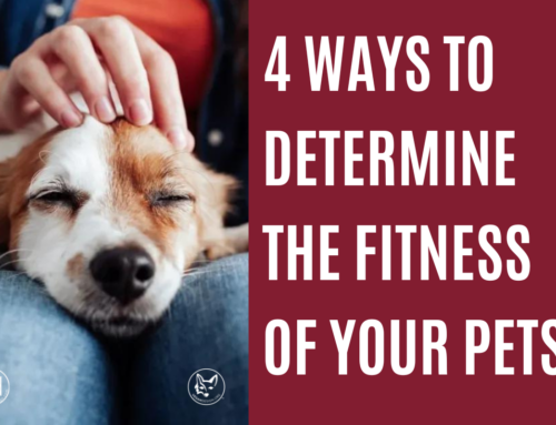 4 Ways To Determine The Fitness Of Your Pets